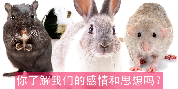你了解我们的感情和思想吗？ARC中文动保小百科专题《主要实验动物的行为学》
